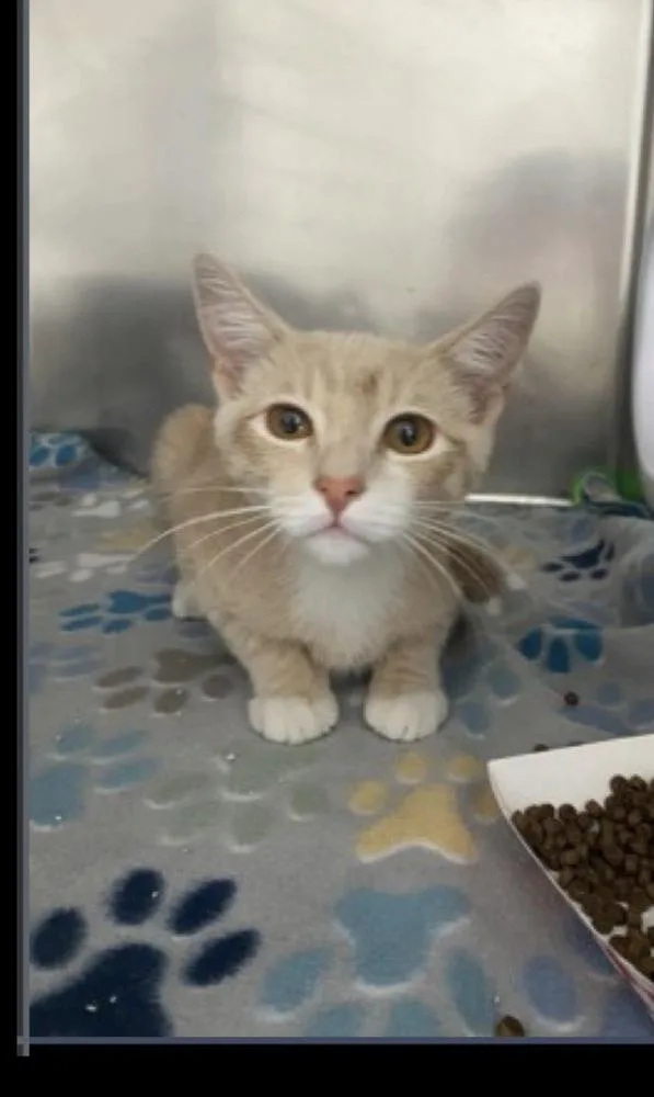 A baby medium-sized male Domestic Short Hair cat named Galveston for adoption in Lafayette, CO