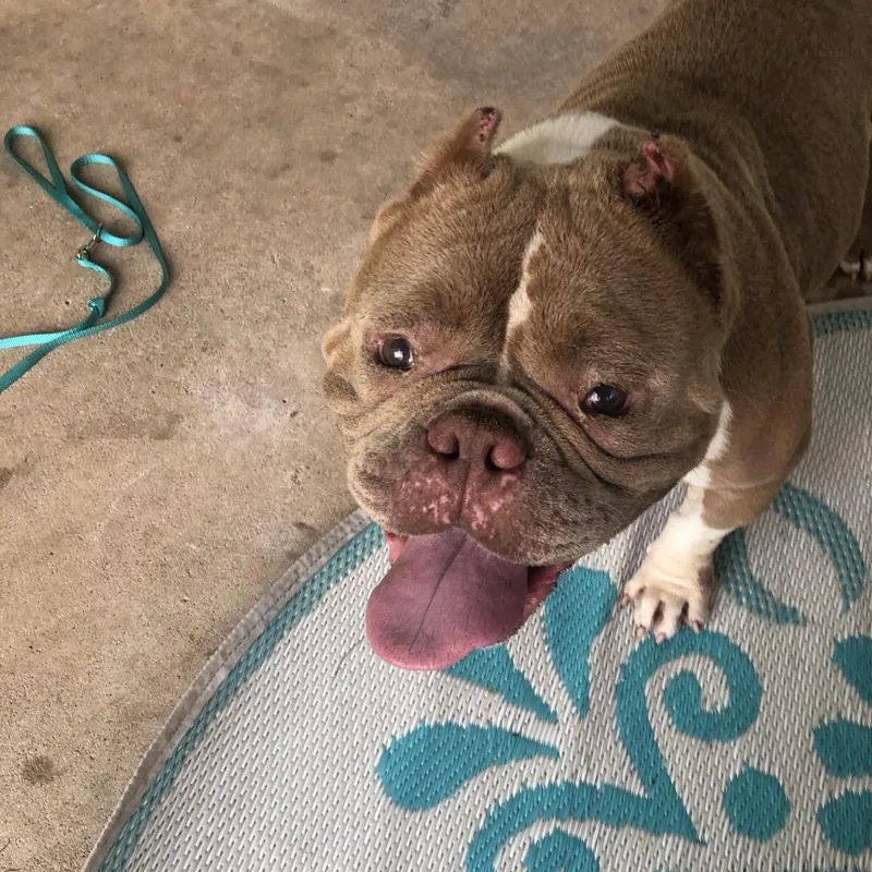 An adult medium-sized female Yellow / Tan / Blond / Fawn American Staffordshire Terrier dog named Pink Babe for adoption in Austin, TX