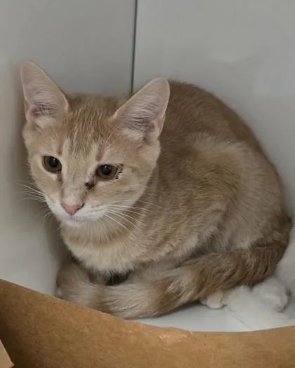 A young small-sized male Domestic Short Hair cat named Cherrio for adoption in Roseville, CA
