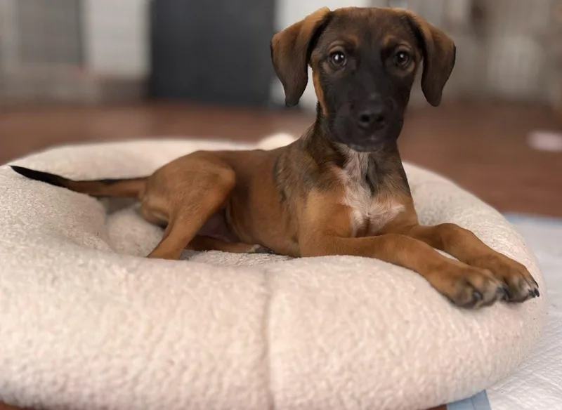 A baby medium-sized male Labrador Retriever dog named Georgie for adoption in San Diego, CA