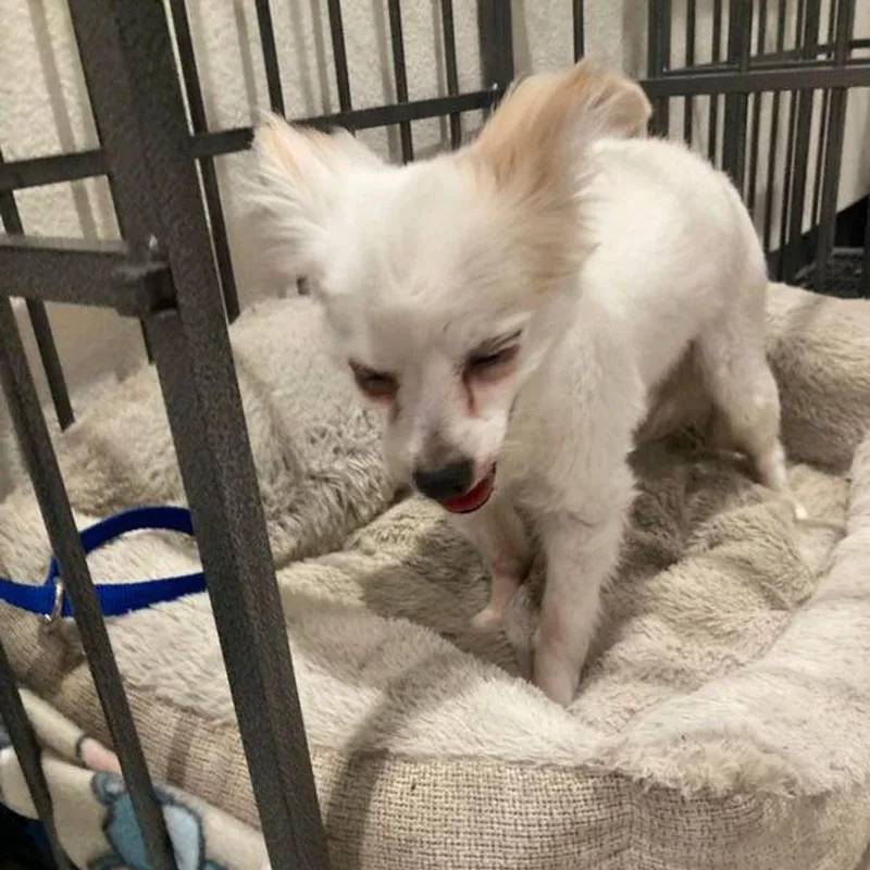 A senior medium-sized male Yellow / Tan / Blond / Fawn Papillon dog named Bernie for adoption in Lake Havasu City, AZ