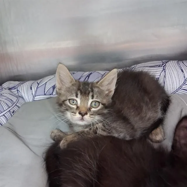 A baby small-sized male Domestic Short Hair cat named Tuna for adoption in Fort Walton Beach, FL