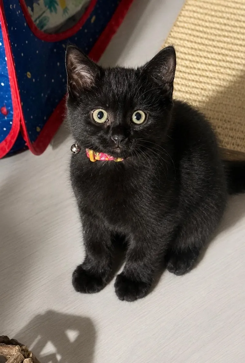 A baby medium-sized female Black Domestic Short Hair cat named White for adoption in Philadelphia, PA