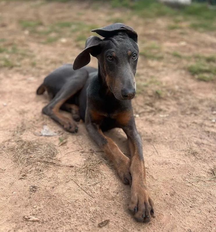 Sugarplum thumbnail 3