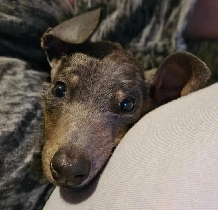 Sugarplum thumbnail 4