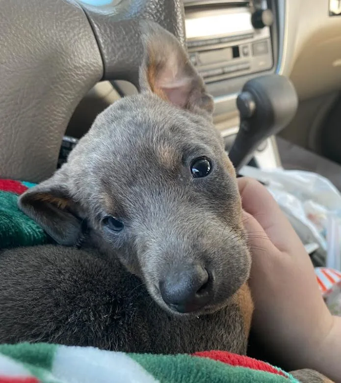 Sugarplum thumbnail 5