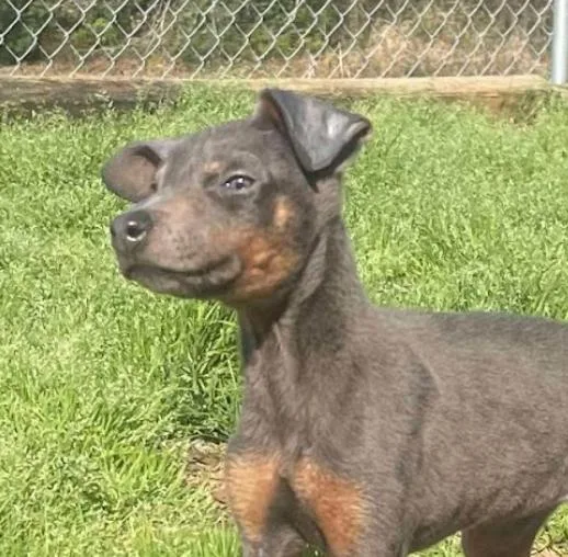 Sugarplum thumbnail 6