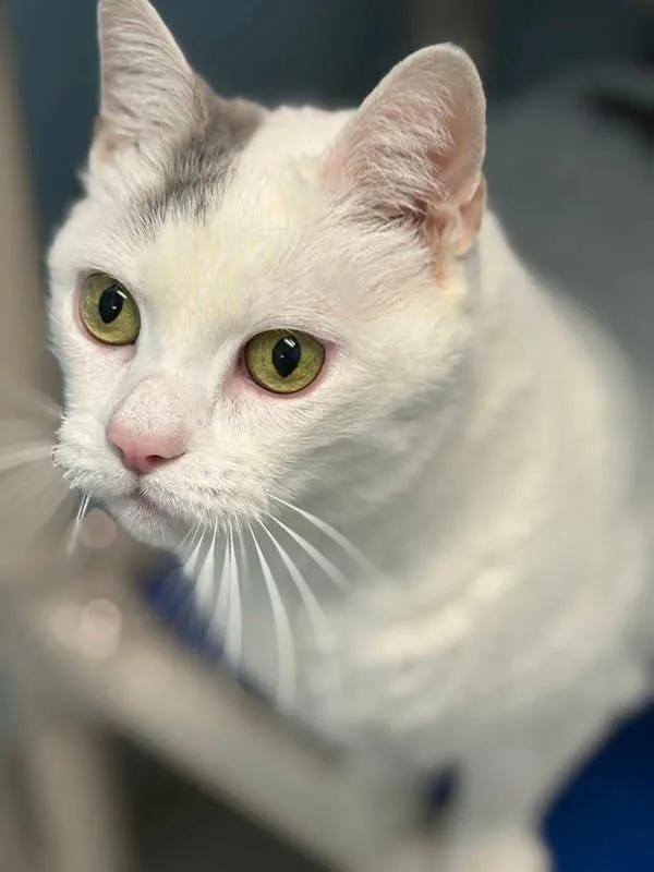 Mini Pearl thumbnail 2