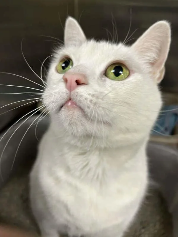 Mini Pearl thumbnail 3