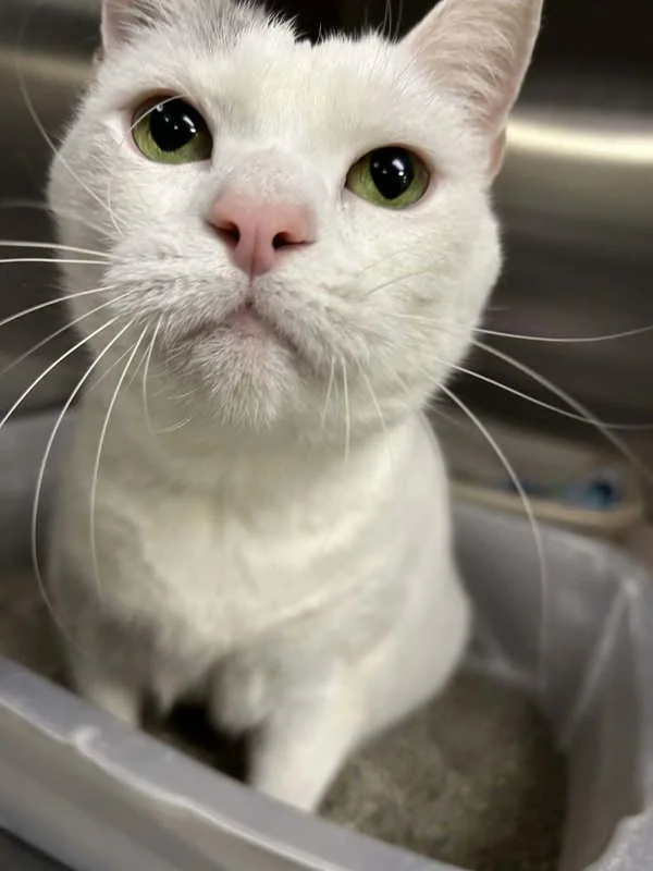 Mini Pearl thumbnail 5