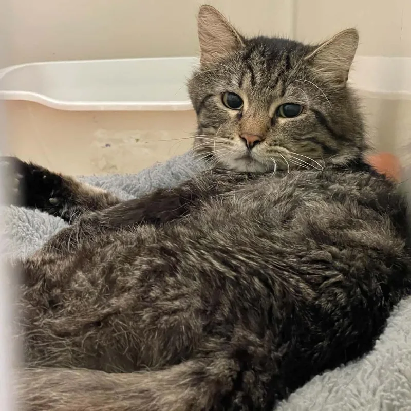An adult medium-sized male Gray / Blue / Silver Domestic Short Hair cat named Sunset for adoption in St. Helena, CA