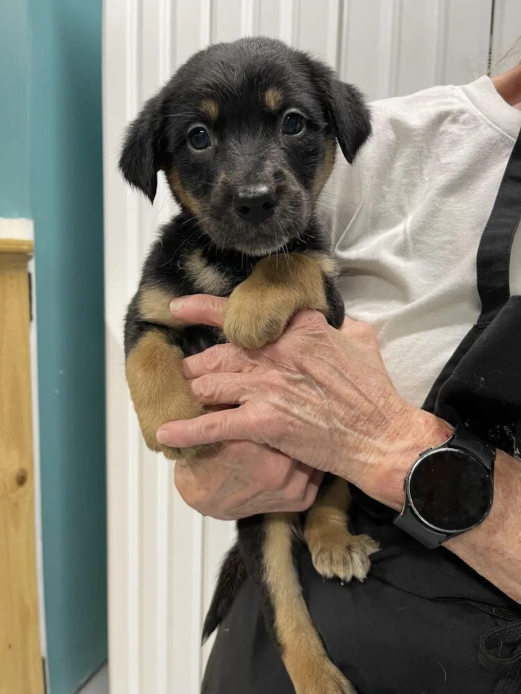 A baby small-sized male Brown / Chocolate Mixed Breed dog named Chubbs for adoption in Chattanooga, TN
