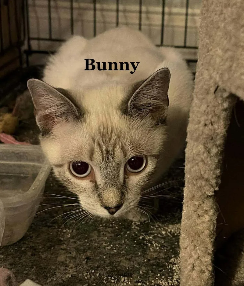 A baby medium-sized female Siamese cat named Bunny for adoption in Morehead, KY