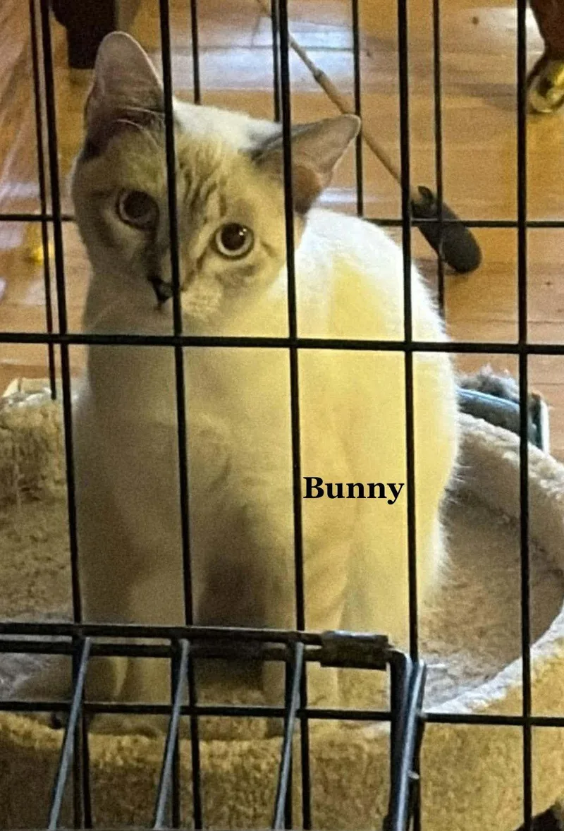 Bunny thumbnail 2