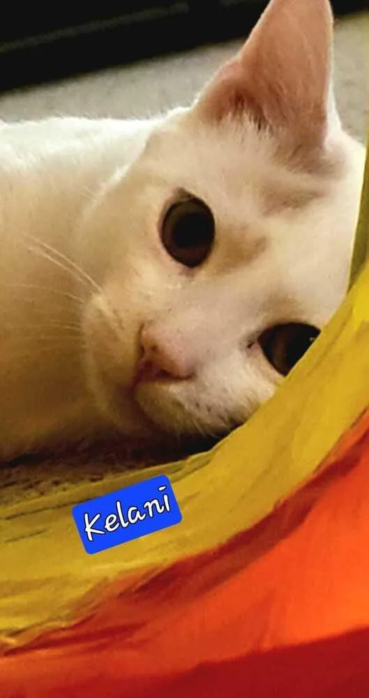 Kelani thumbnail 2