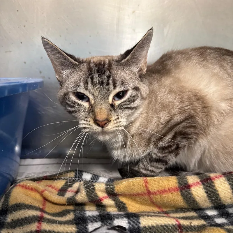 An adult medium-sized female Siamese cat named Traveler for adoption in Pekin, IL