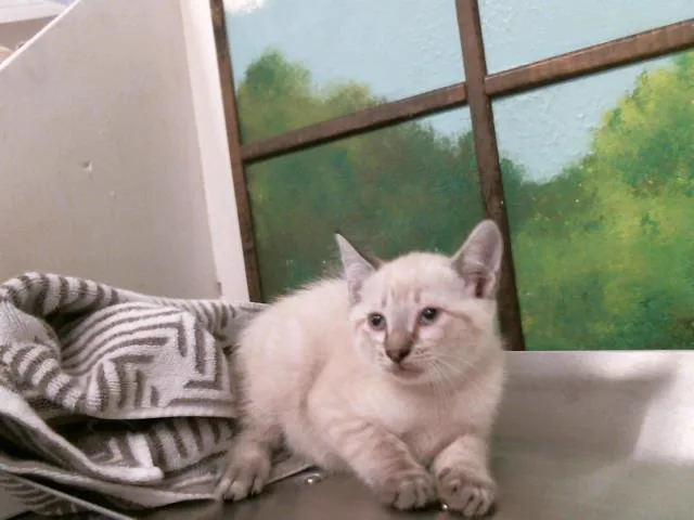 A baby small-sized male Siamese cat named Mochi for adoption in Houston, TX