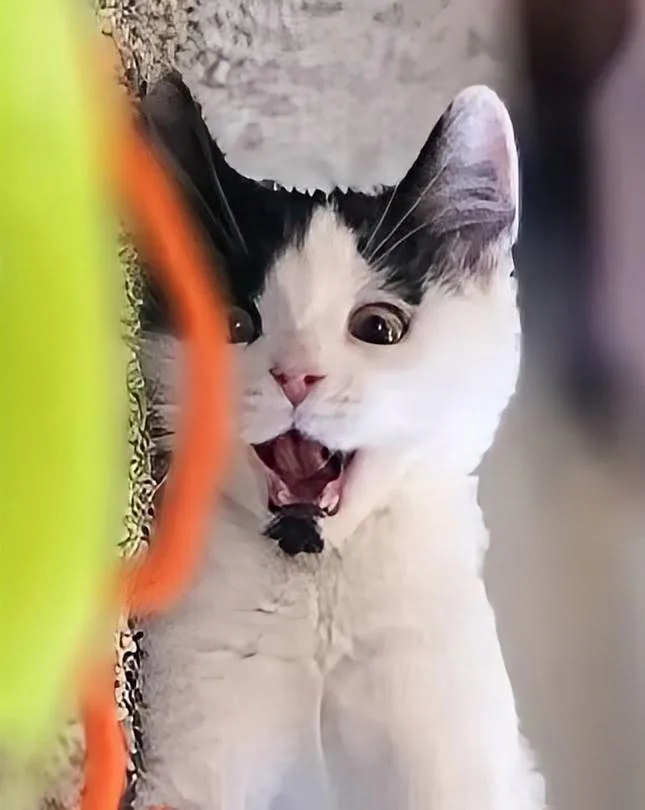 A baby small-sized female Black & White / Tuxedo Domestic Short Hair cat named Hypatia for adoption in Salt Lake City, UT
