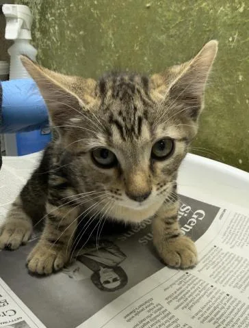 A baby small-sized male Domestic Short Hair cat named Tomo for adoption in Riverside, CA