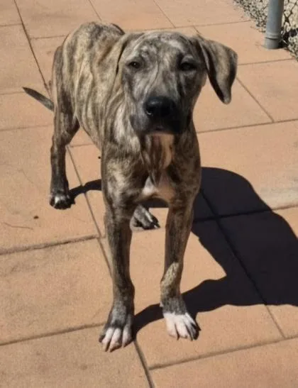 An adult medium-sized male Terrier dog named Bentley for adoption in Shreveport, LA