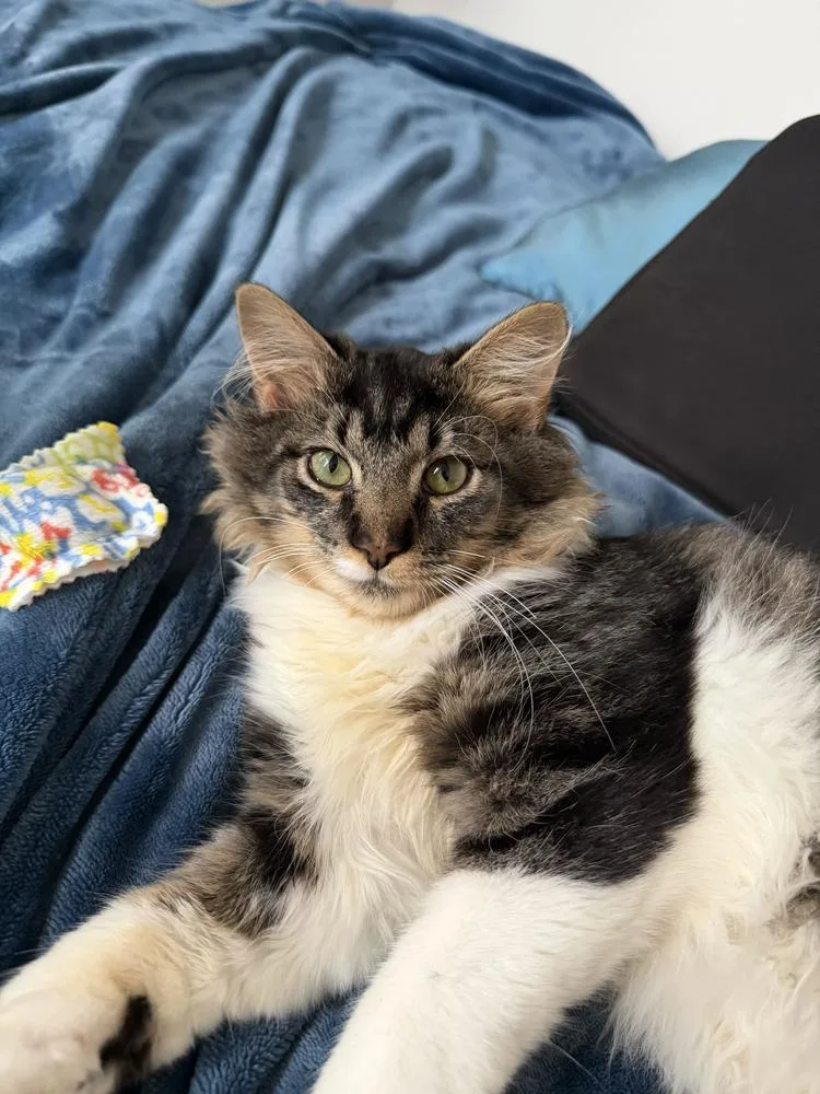 A baby medium-sized male Domestic Long Hair cat named Gibson for adoption in Milltown, NJ