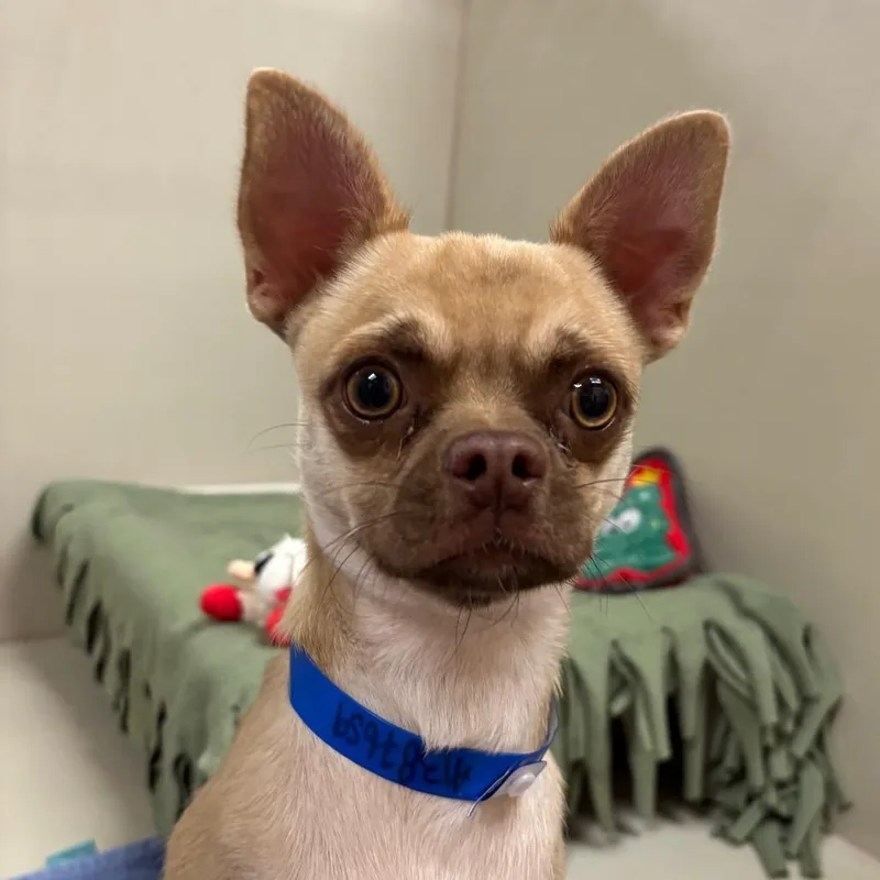 An adult small-sized male Brown / Chocolate Chihuahua dog named Mosby for adoption in Las Vegas, NV