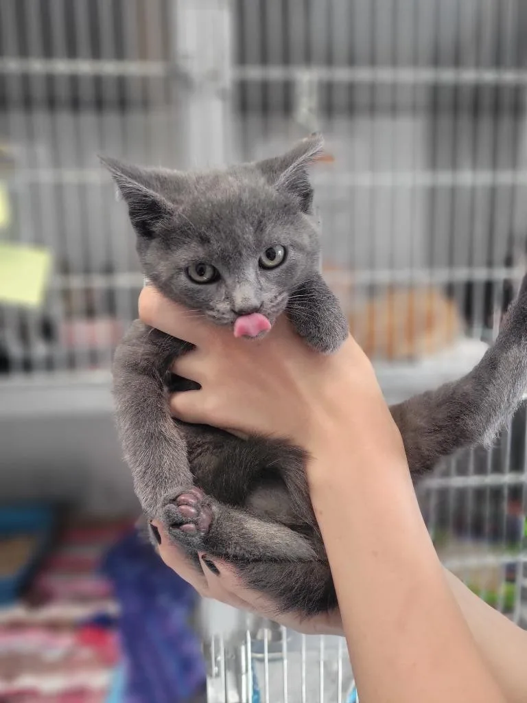 A baby medium-sized male Domestic Short Hair cat named A Aaron for adoption in Ashland, WI