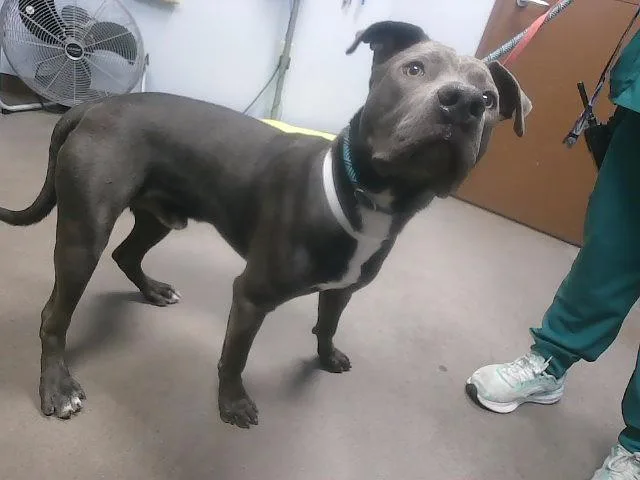 An adult large-sized male Pit Bull Terrier dog named Ketchup for adoption in Phoenix, AZ