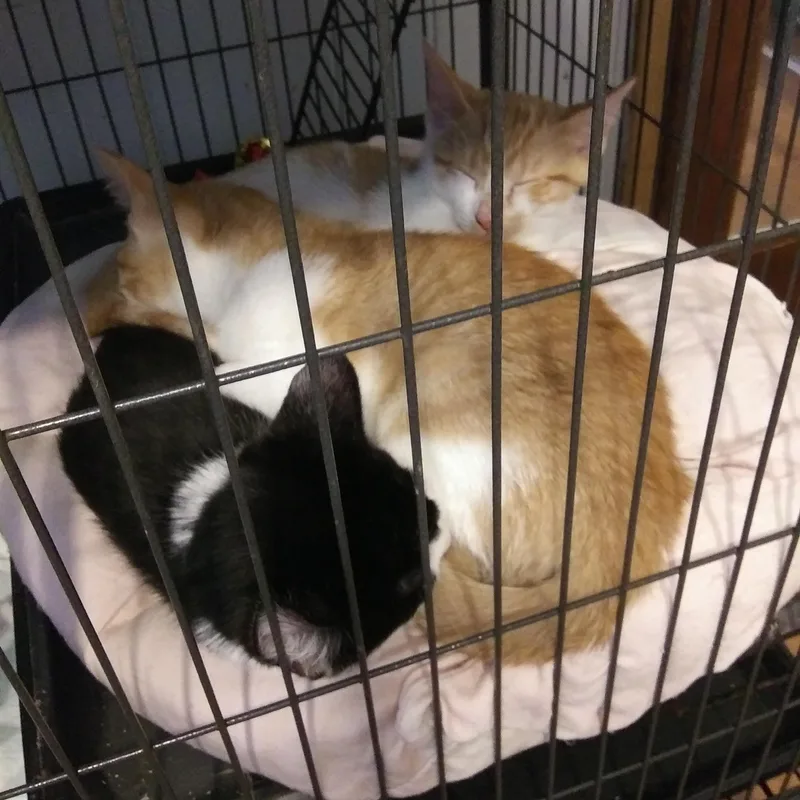 A baby medium-sized female Domestic Medium Hair cat named Fiona for adoption in Port Wentworth, GA