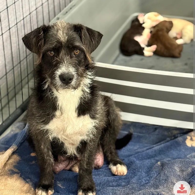 An adult medium-sized female Black Mixed Breed dog named Teddie for adoption in DeKalb, IL