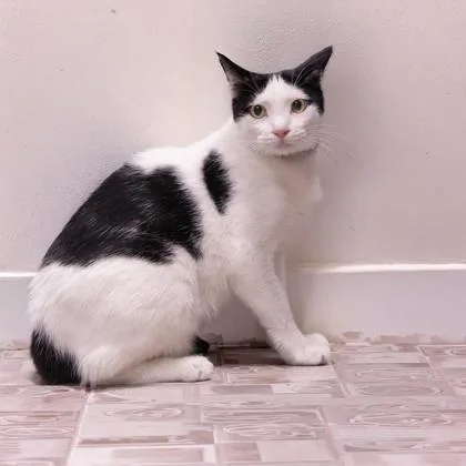 An adult medium-sized male Domestic Short Hair cat named Matisse Katter for adoption in Hudson, MA