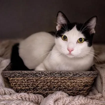Matisse Katter thumbnail 2