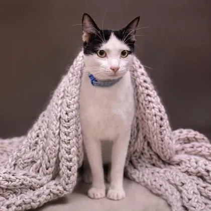 Matisse Katter thumbnail 3
