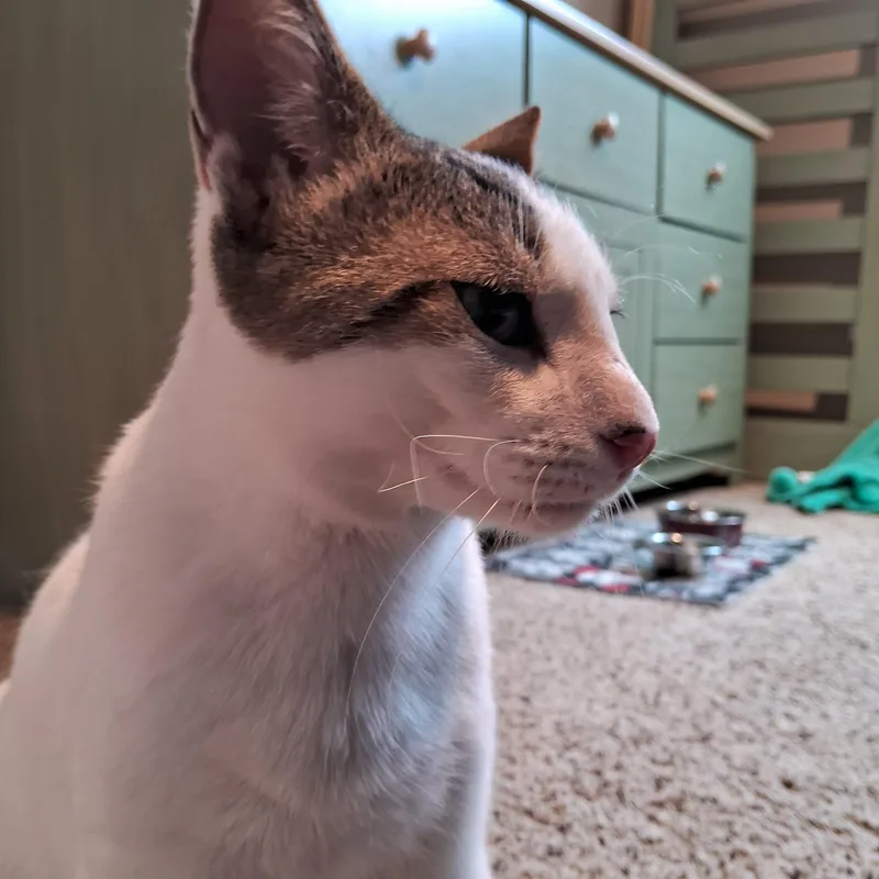 Romeo Adamsweingarten thumbnail 2