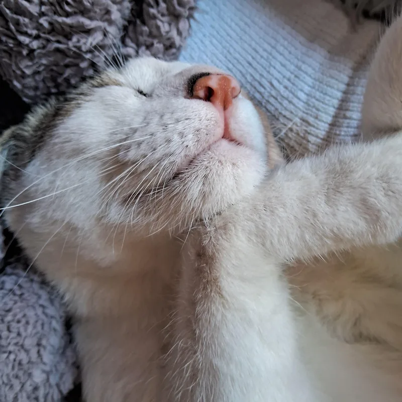 Romeo Adamsweingarten thumbnail 3