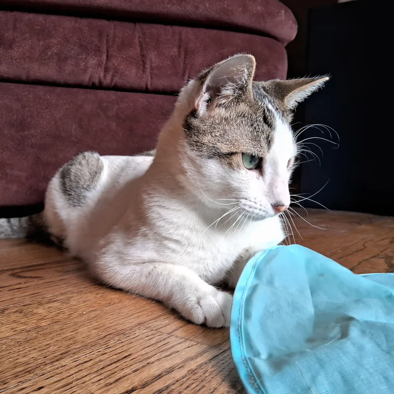 Romeo Adamsweingarten thumbnail 4