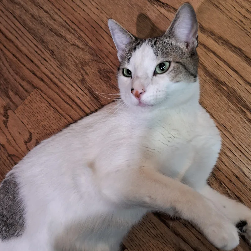 Romeo Adamsweingarten