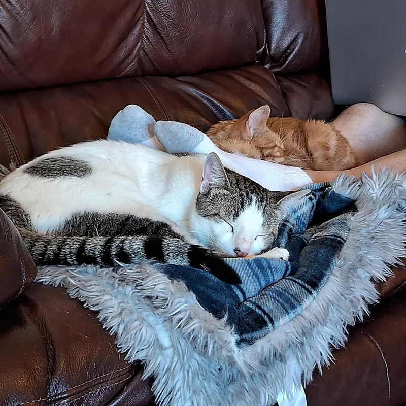 Romeo Adamsweingarten thumbnail 5