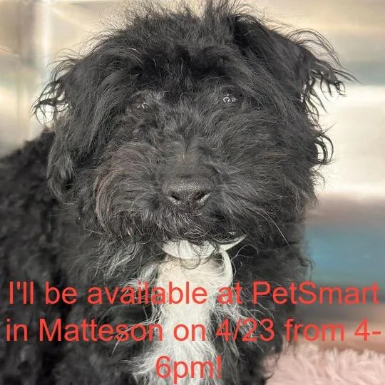 An adult small-sized male Black Poodle dog named Simon for adoption in Matteson, IL