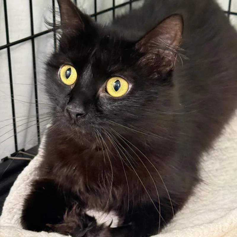 A young small-sized female Black Domestic Short Hair cat named Magic for adoption in Normal, IL