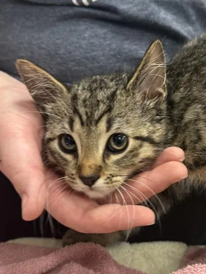 A baby small-sized male Domestic Short Hair cat named Blu for adoption in Fishers, IN