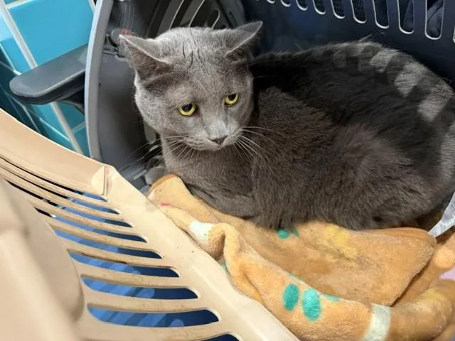 A senior large-sized male Russian Blue cat named Sylvester Patton for adoption in Garland, TX