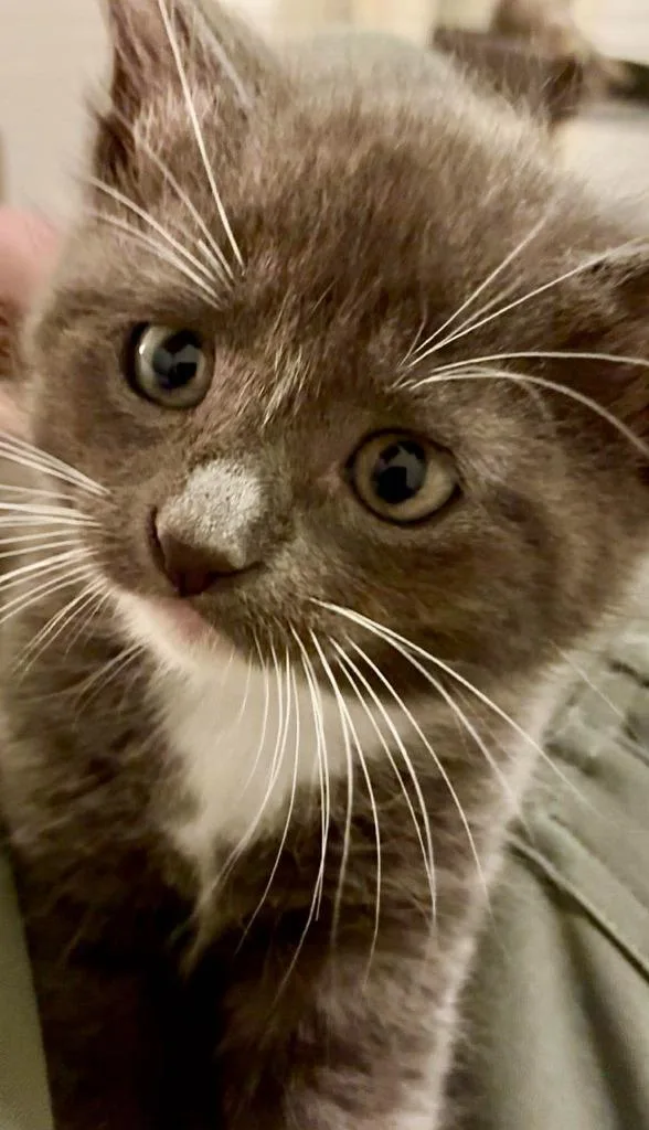 Ferdinand