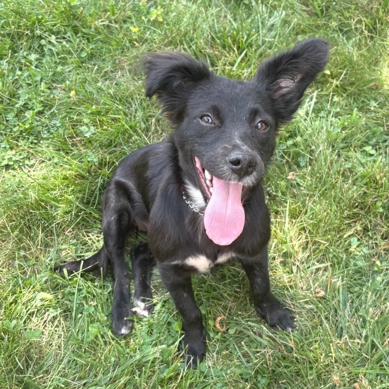 A baby small-sized female Black Mixed Breed dog named Mariela for adoption in Wheeling, IL