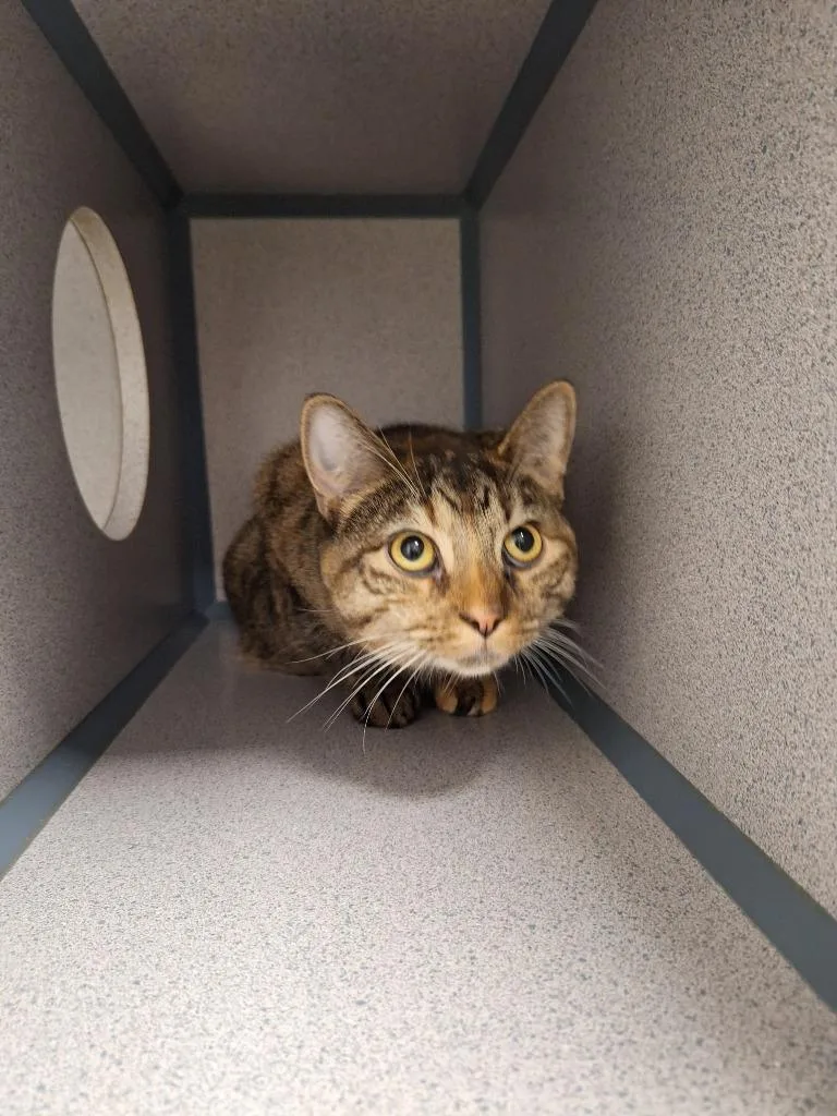 A young large-sized female Domestic Short Hair cat named Flame for adoption in Liverpool, NY