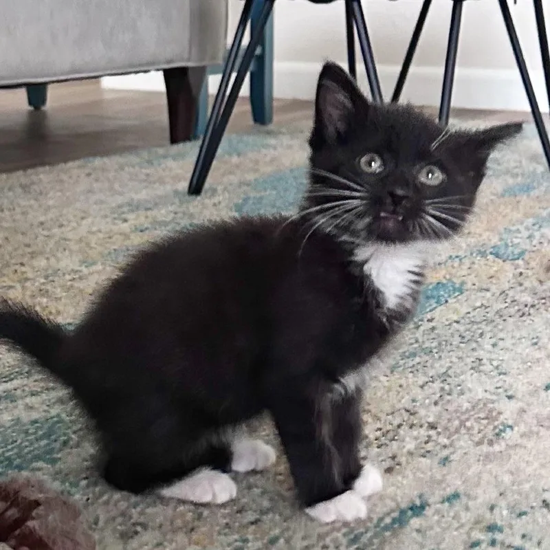 Stella