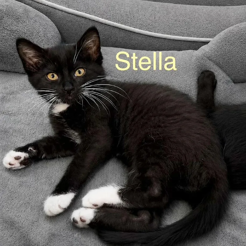 Stella thumbnail 3