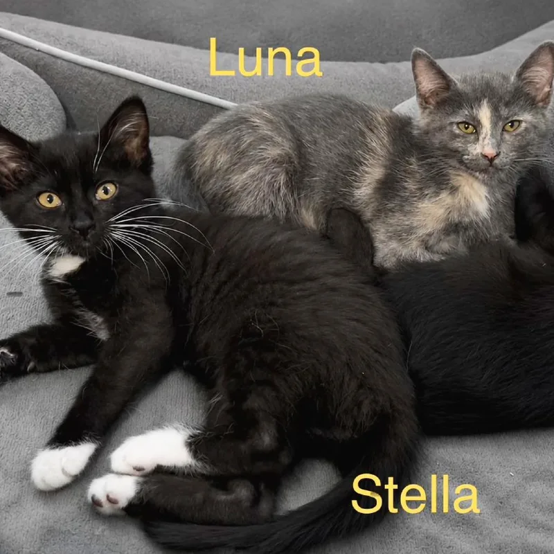 Stella thumbnail 5