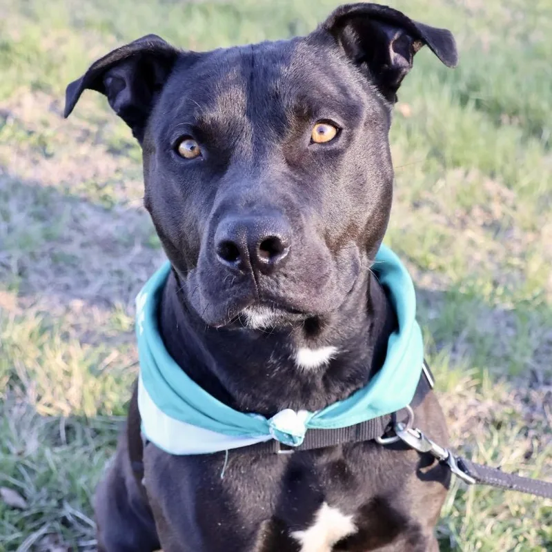 Tonto Pp thumbnail 2