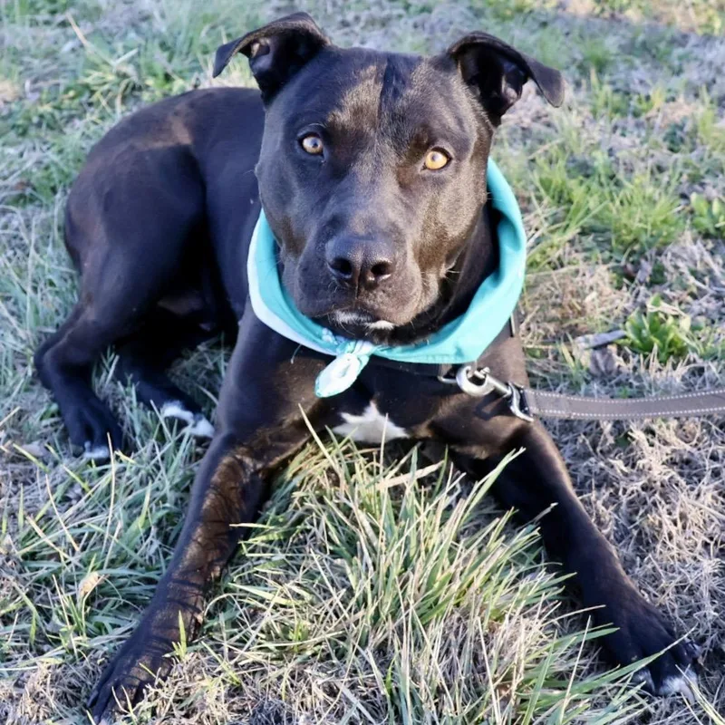 Tonto Pp thumbnail 3